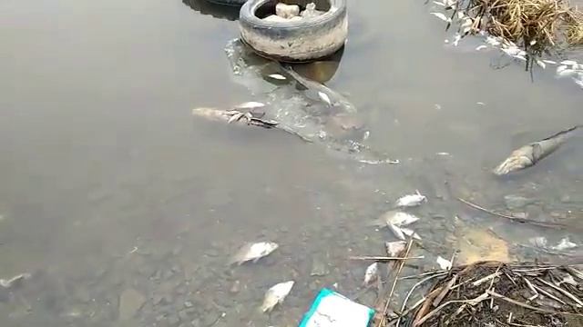 Массовый мор рыбы на озере Лебяжьем в Находке смотреть онлайн