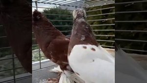 Узбекские голуби капканы