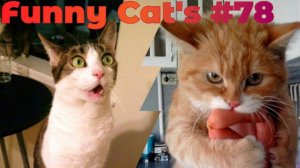 Смешные коты #78.mp4