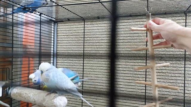 Новые игрушки для Банды волнистых Попугаев