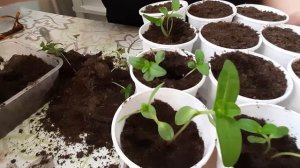 ФИЗАЛИС, ЦИНИЯ, ПИКИРОВКА #физалис #семена #цветы #экзотика_цветов #циния #пикировка