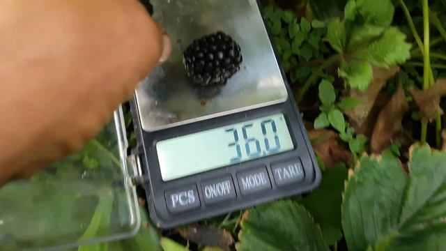 Ежевика Киова 20г. Вес имеет значение. смотреть онлайн