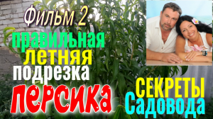 Правильная ПОДРЕЗКА Персика, Молодого ПЕРСИКА. Летняя ОБРЕЗКА, Формирование Саженцев. Фильм 2