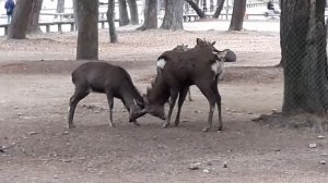 Драка оленей в Японии