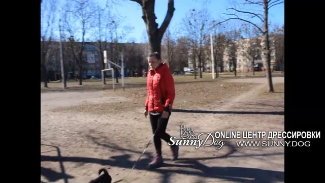 Как гулять с собакой? Как научить собаку слушаться на улице? Дрессировка декоративных пород