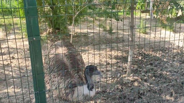 Страусы на ферме. Shik village, дача в паркентском районе, Ташкентская область, Узбекистан смотреть онлайн