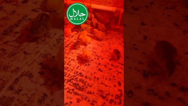 Закладка перепелиных яиц в инкубатор Матрица Вегас | Так еще никто не закладывал!!!