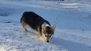 Вельш корги пемброк по кличке Пирожок.