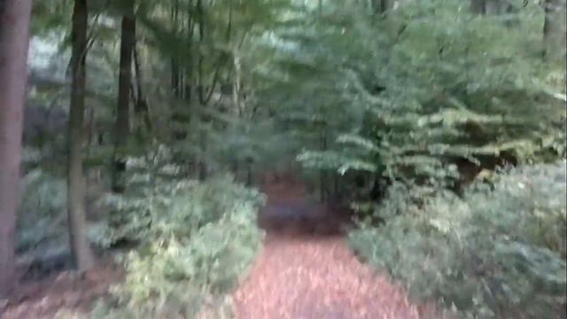 Я из лесу вышел