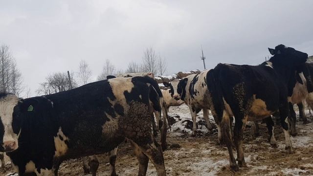 Продажа Российских Голштинов. Продажа КРС живым весом оптом по РФ и СНГ. Sale of Russian Holsteins. смотреть онлайн