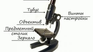 Устройство микроскопа