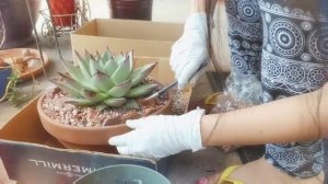 Repotting my echeveria agavoides ebony