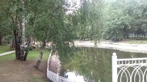 Лебеди в Лианозовском парке