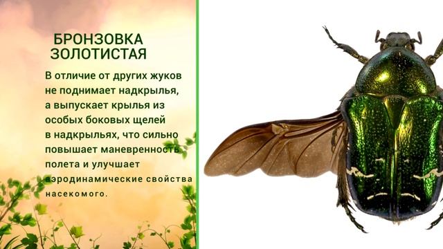 «Живая азбука». Бронзовка золотистая