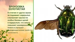 «Живая азбука». Бронзовка золотистая