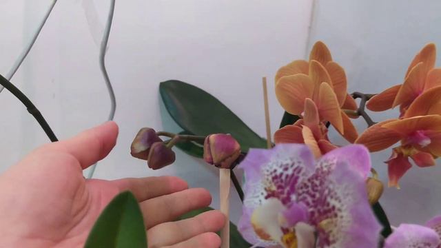 А что же у меня цветет?! смотреть онлайн