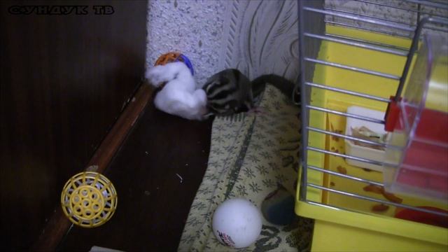 Белка - летяга, вата и козье молоко смотреть онлайн