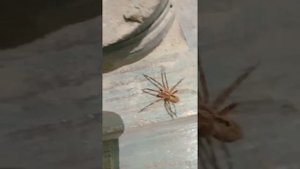 Большущий паук заполз в дом