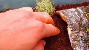 Террариум для мадагаскарских тараканов! Как обустроить террариум для мадагаскарских тараканов?