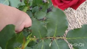 Роза Лавли Рэд (Lovely Red). Первогодка. Французская селекция.