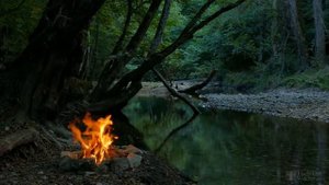 Как обработать семена моркови перед посевом?