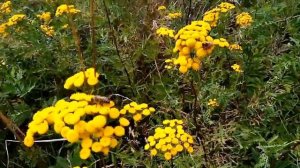 Пчела на пижме.Медосбор с пижмы.