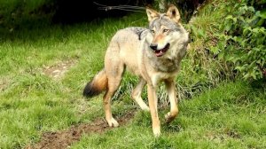 Таежный случай, который заставит всех задуматься!