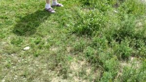 Электрический триммер Greenworks GST2830 280W (960 руб).