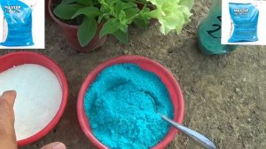 ДВЕ ПОДКОРМКИ для ПЕТУНИИ ПОСЛЕ ВЫСАДКИ. Ваша ПЕТУНИЯ будет ПЫШНО ЦВЕСТИ все ЛЕТО до ЗАМОРОЗКОВ
