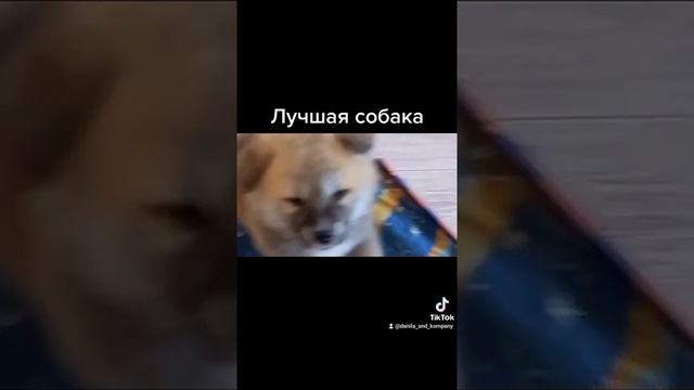 Подарите мне собаку смотреть онлайн