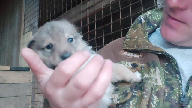 В вольере у щенков! Щенки Западно-Сибирской лайки!
