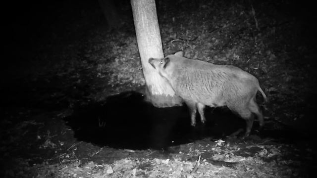 Кабаны ночью смотреть онлайн