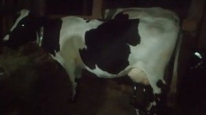 #Первое доение доильным аппаратом Melasty#