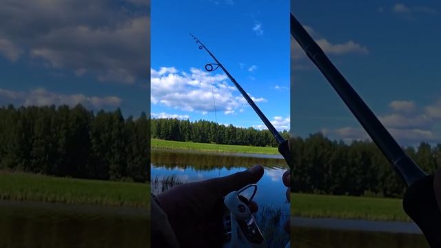 ДИКАЯ ПОКЛЁВКА ЩУКИ НА ПОПЛАВОК С ЖИВЦОМ. #shorts #рыбалка #fishing #видеопрорыбалку #рыба #щука