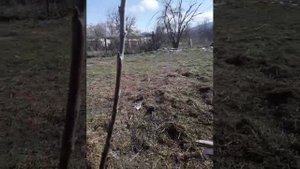 обрезка двух годовалой черешни