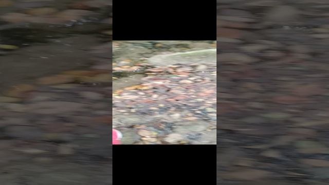 ASMR  видео на природе?