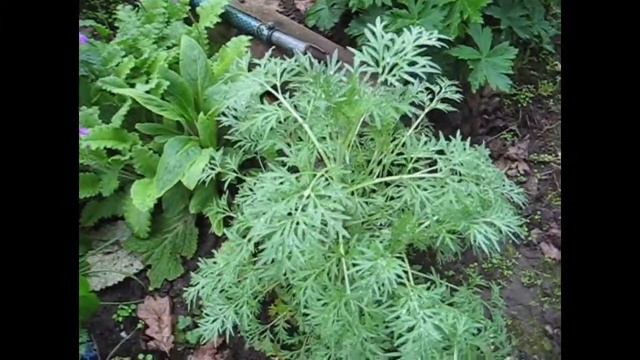 Цветет камнеломка, купальница обзор смотреть онлайн