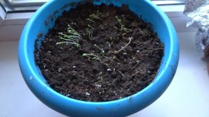 Донник + Фацелия разбросной посев работает