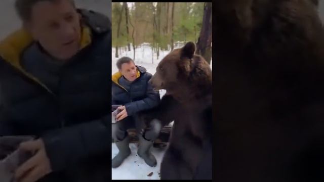 Русский медведь знает своих!!! #россия #медведи #сильные #крепкие #краса #русскиемужики #русские