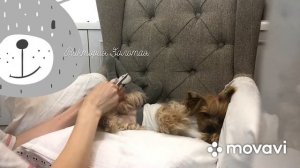 КАК СТРИЧЬ КОГТИ ЙОРКУ!!! "Виктория Золотая"