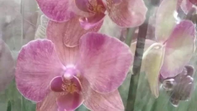 Новые орхидеи ?в Касторама по 720руб/Кам.роза,Алмазное небо.../?тц.7 небо(21.10.22) смотреть онлайн