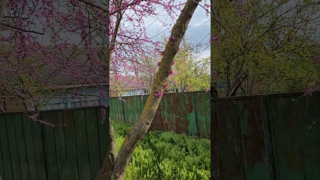 ?Цветёт ЦЕРЦИС/Багрянник? смотреть онлайн