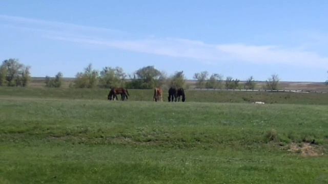 Это Лошади. смотреть онлайн