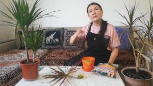 Драцена??? комнатный , красивый цветок !