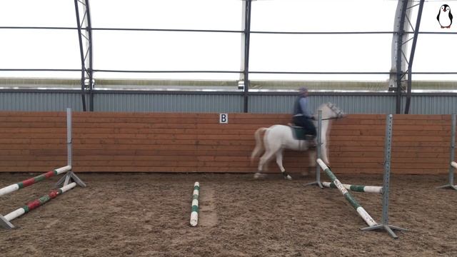 Тренировка в манеже.Гимнастика.Конный спорт смотреть онлайн