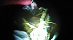 Ночная ловля крупных судаков на воблеры в реке Исеть в Двуреченске. Трофейный судак ночью на воблеры