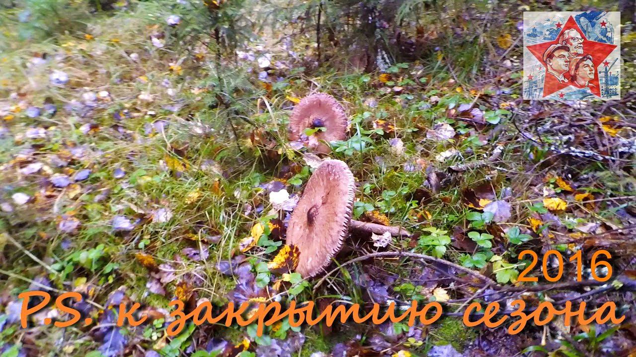 Постскриптум к закрытию грибного сезона 2016. Лесно-грибной видеоблог. Тихая Охота. Грибалка. Архив. смотреть онлайн