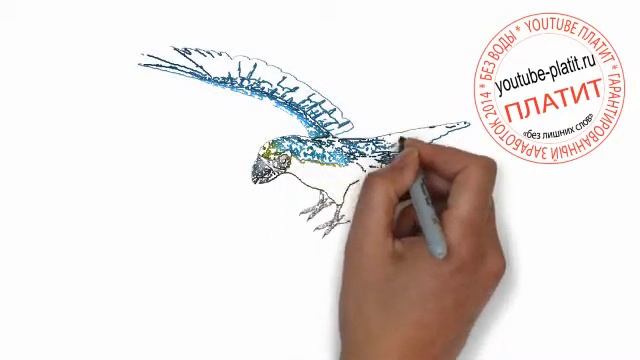 Как просто нарисовать парящего синего попугая за 36 секунд смотреть онлайн