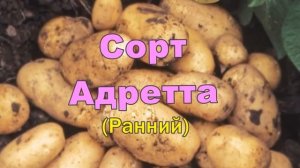 Картофель Семенной Купить В Интернет Магазине Почтой