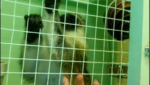 Будни зеленой мартышки (обезьяны) Чики/ Обезьяна в клетке/ Содержание обезьянки в домашних условиях
